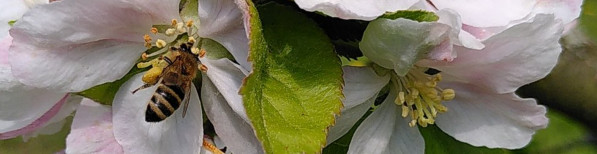Biene auf Apfelblüte